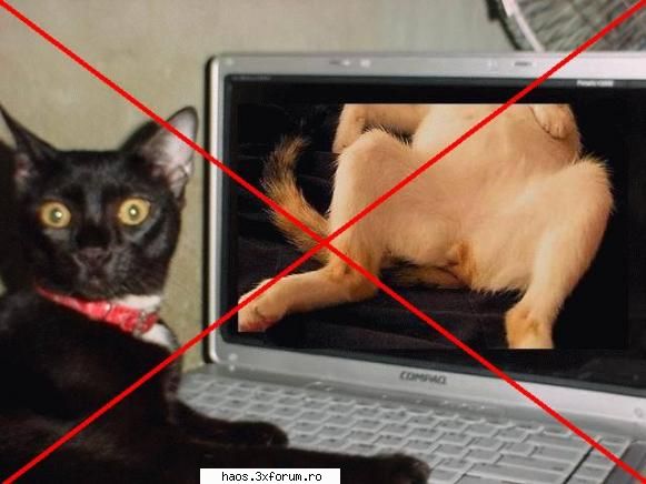 pt tine radu.. - Baaaa Parca ziceai ca aici nu se permit - Orice-ti trece prin cap